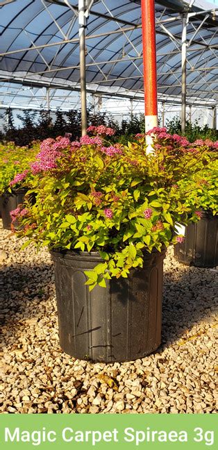 wholesale nurseries okc area